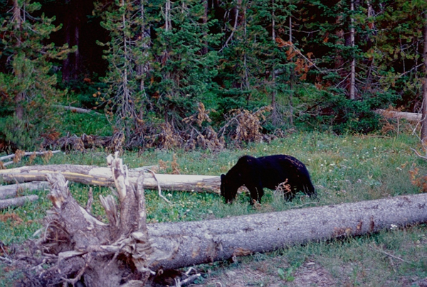 20000801   Yellowstone 150